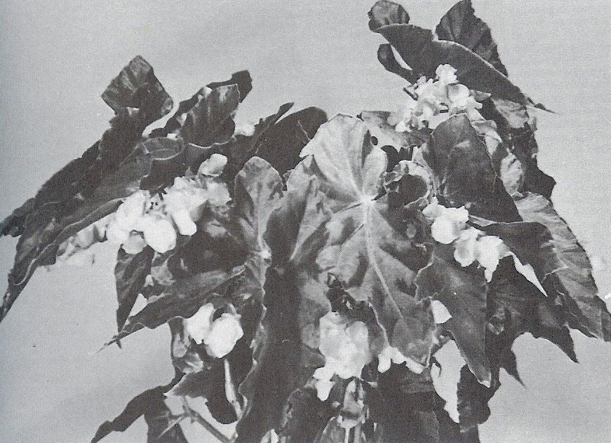 B. ‘Barbara Ann’